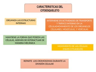 ORGANIZA LAS ESTRUCTURAS
INTERNAS
INTERVIENE EN ACTIVIDADES DE TRANSPORTE
Y TRÁFICO INTERNO EN LA
CÉLULA(MOVIMIENTO DE LOS ORGANELOS
CELULARES, MOLÉCULAS, Y VESÍCULAS
MOVIMIENTO DE LAS CÉLULAS
(CILIOS O FLAGELOS)
MANTIENE LA FORMA QUE POSEEN LAS
CÉLULAS, ADEMÁS DE INTERACTUAR DE
MANERA MECÁNICA
REPARTE LOS CROMOSOMAS DURANTE LA
DIVISIÓN CELULAR
 