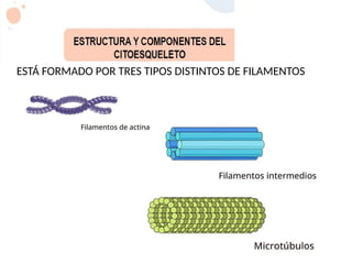 ESTÁ FORMADO POR TRES TIPOS DISTINTOS DE FILAMENTOS
 