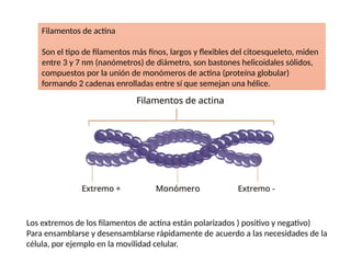 Filamentos de actina
Son el tipo de filamentos más finos, largos y flexibles del citoesqueleto, miden
entre 3 y 7 nm (nanómetros) de diámetro, son bastones helicoidales sólidos,
compuestos por la unión de monómeros de actina (proteína globular)
formando 2 cadenas enrolladas entre sí que semejan una hélice.
Los extremos de los filamentos de actina están polarizados ) positivo y negativo)
Para ensamblarse y desensamblarse rápidamente de acuerdo a las necesidades de la
célula, por ejemplo en la movilidad celular.
 