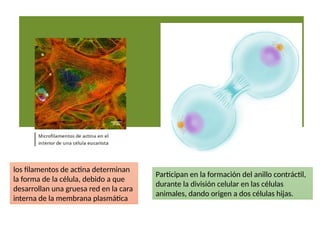 Participan en la formación del anillo contráctil,
durante la división celular en las células
animales, dando origen a dos células hijas.
los filamentos de actina determinan
la forma de la célula, debido a que
desarrollan una gruesa red en la cara
interna de la membrana plasmática
 