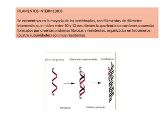 FILAMENTOS INTERMEDIOS
Se encuentran en la mayoría de los vertebrados, son filamentos de diámetro
intermedio que miden entre 10 y 12 nm, tienen la apariencia de cordones o cuerdas
formados por diversas proteínas fibrosas y resistentes, organizadas en tetrámeros
(cuatro subunidades) son muy resistentes
 