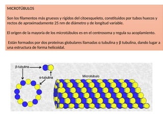 MICROTÚBULOS
Son los filamentos más gruesos y rígidos del citoesqueleto, constituidos por tubos huecos y
rectos de aproximadamente 25 nm de diámetro y de longitud variable.
El origen de la mayoría de los microtúbulos es en el centrosoma y regula su acoplamiento.
Están formados por dos proteínas globulares llamadas α tubulina y β tubulina, dando lugar a
una estructura de forma helicoidal.
 