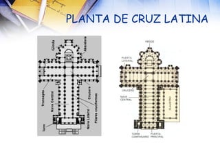 PLANTA DE CRUZ LATINA 