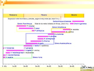 Homo ergaster




                a
 