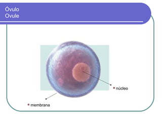 Óvulo
Ovule




                    núcleo




        membrana
 