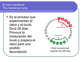 El ciclo menstrual
The menstrual cycle


   Es  el proceso que
     experimentan el
     útero y el óvulo.
     Dura 28 días.
     Provoca la
     maduración del
     óvulo y prepara el
     útero para una
     posible
     fecundación.
 