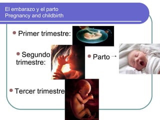 El embarazo y el parto
Pregnancy and childbirth


   Primer    trimestre:

    Segundo               Parto
    trimestre:


 Tercer     trimestre
 