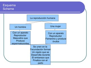 Esquema
Scheme

                      La reproducción humana


      Un hombre                         Una mujer

     Con un aparato                   Con un aparato
      Reproductor                      Reproductor
     Masculino que                  Femenino y produce
        Produce                           òvulos
    espermatozoides
                        Se unen en la
                      Fecundación forman
                       Un cigoto que se
                       Desarrolla durante
                       El embarazo que
                        Finaliza con el
                             parto
 
