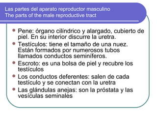 Las partes del aparato reproductor masculino
The parts of the male reproductive tract

   Pene:  órgano cilíndrico y alargado, cubierto de
    piel. En su interior discurre la uretra.
   Testículos: tiene el tamaño de una nuez.
    Están formados por numerosos tubos
    llamados conductos seminíferos.
   Escroto: es una bolsa de piel y recubre los
    testículos
   Los conductos deferentes: salen de cada
    testículo y se conectan con la uretra
   Las glándulas anejas: son la próstata y las
    vesículas seminales
 