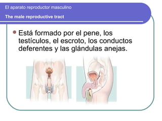 El aparato reproductor masculino

The male reproductive tract


    Está   formado por el pene, los
      testículos, el escroto, los conductos
      deferentes y las glándulas anejas.
 