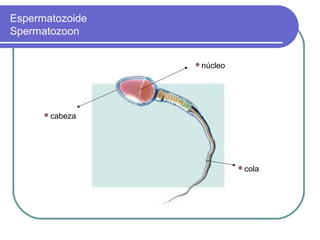 Espermatozoide
Spermatozoon


                 núcleo




      cabeza




                           cola
 