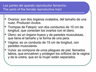 Las partes del aparato reproductor femenino
The parts of the female reproductive tract

   Ovarios: son dos órganos ovalados, del tamaño de una
    nuez. Producen óvulos.
   Trompas de Falopio: son dos conductos de 10 cm de
    longitud, que conectan los ovarios con el útero.
   Útero: es un órgano hueco y de paredes musculosas,
    que tiene el tamaño y la forma de una pera.
   Vagina: es un conducto de 15 cm de longitud, con
    paredes musculares.
   Vulva: se compone de unos pliegues de piel, llamados
    labios, que envuelven y protegen los orificios de la vagina
    y de la uretra, que en la mujer están separados.
 