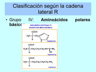 Clasificación según la cadena lateral R <ul><li>Grupo IV:  Aminoácidos polares básicos .  </li></ul>