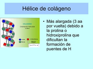 Hélice de colágeno <ul><li>Más alargada (3 aa por vuelta) debido a la prolina o hidroxiprolina que dificultan la formación...
