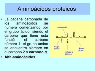 Aminoácidos proteicos  <ul><li>La cadena carbonada de los aminoácidos se numera comenzando por el grupo ácido, siendo el c...