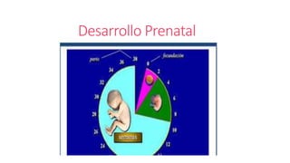 Desarrollo Prenatal
 