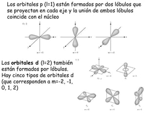 Los orbitales p (l=1) están formados por dos lóbulos que se proyectan en cada eje y la unión de ambos lóbulos coincide con el núcleo Los  orbitales d  (l=2) también están formados por lóbulos. Hay cinco tipos de orbitales d (que corresponden a m=-2, -1, 0, 1, 2)   
