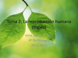 Tema 2: La reproducción humana 
(Inglés) 
Irene Zarco Peinado 
6º De Primaria 
2013-2014 
 
