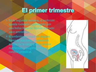 En la segunda semana, el embrión
queda rodeado y protegido por
una bolsa llena de líquido llamado
saco amniótico.
El embrión produce un órgano
llamado placenta. La placenta
extrae de la sangre de la madre
nutrientes y oxígeno, a través del
cordón umbilical.

 