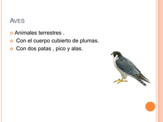 AVES
 Animales terrestres .
 Con el cuerpo cubierto de plumas.

 Con dos patas , pico y alas.
 