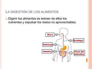 LA DIGESTIÓN DE LOS ALIMENTOS
   Digerir los alimentos es extraer de ellos los
    nutrientes y expulsar los restos no aprovechables.
 