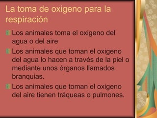 La toma de oxigeno para la
respiración
 Los animales toma el oxigeno del
 agua o del aire
 Los animales que toman el oxigeno
 del agua lo hacen a través de la piel o
 mediante unos órganos llamados
 branquias.
 Los animales que toman el oxigeno
 del aire tienen tráqueas o pulmones.
 