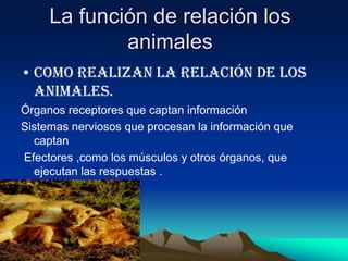 La función de relación los
             animales
• Como realizan la relación de los
  animales.
Órganos receptores que captan información
Sistemas nerviosos que procesan la información que
  captan
Efectores ,como los músculos y otros órganos, que
  ejecutan las respuestas .
 