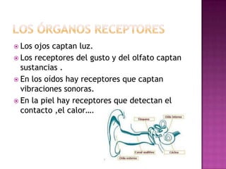  Los ojos captan luz.
 Los receptores del gusto y del olfato captan
  sustancias .
 En los oídos hay receptores que captan
  vibraciones sonoras.
 En la piel hay receptores que detectan el
  contacto ,el calor….
 