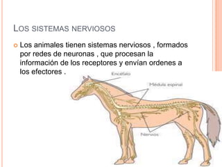 LOS SISTEMAS NERVIOSOS
   Los animales tienen sistemas nerviosos , formados
    por redes de neuronas , que procesan la
    información de los receptores y envían ordenes a
    los efectores .
 
