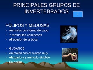 PRINCIPALES GRUPOS DE
          INVERTEBRADOS   1



PÓLIPOS Y MEDUSAS
• Animales con forma de saco
• Y tentáculos venenosos
• Alrededor de la boca

•   GUSANOS
•   Animales con el cuerpo muy
•   Alargado y a menudo dividido
•   En anillos .
 