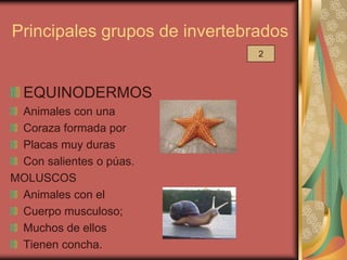 Principales grupos de invertebrados
                               2



  EQUINODERMOS
 Animales con una
 Coraza formada por
 Placas muy duras
 Con salientes o púas.
MOLUSCOS
 Animales con el
 Cuerpo musculoso;
 Muchos de ellos
 Tienen concha.
 