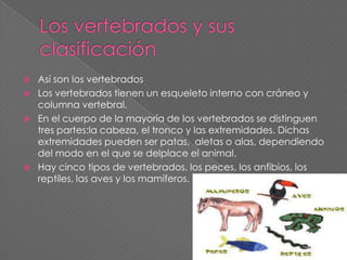    Así son los vertebrados
   Los vertebrados tienen un esqueleto interno con cráneo y
    columna vertebral.
   En el cuerpo de la mayoría de los vertebrados se distinguen
    tres partes:la cabeza, el tronco y las extremidades. Dichas
    extremidades pueden ser patas, aletas o alas, dependiendo
    del modo en el que se delplace el animal.
   Hay cinco tipos de vertebrados. los peces, los anfibios, los
    reptiles, las aves y los mamíferos.
 