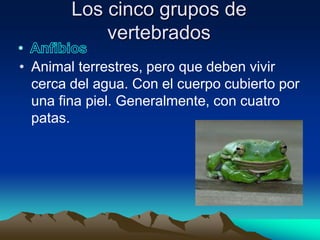 Los cinco grupos de
            vertebrados
• Animal terrestres, pero que deben vivir
  cerca del agua. Con el cuerpo cubierto por
  una fina piel. Generalmente, con cuatro
  patas.
 