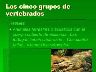Los cinco grupos de
vertebrados
 Reptiles
  Animales terrestres o acuáticos con el
   cuerpo cubierto de escamas . Las
   tortugas tienen caparazón . Con cuatro
   patas , excepto las serpientes .
 