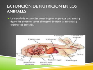 LA FUNCIÓN DE NUTRICIÓN EN LOS
ANIMALES
 La mayoría de los animales tienen órganos o aparatos para tomar y

digerir los alimentos, tomar el oxigeno, distribuir las sustancias y
excretar los desechos.

 