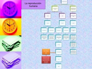 La reproducción
humana