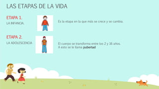 LAS ETAPAS DE LA VIDA 
ETAPA 1. 
LA INFANCIA. 
Es la etapa en la que más se crece y se cambia. 
ETAPA 2. 
LA ADOLESCENCIA El cuerpo se transforma entre los 2 y 16 años. 
A esto se le llama pubertad 
 