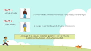 ETAPA 3. 
LA EDAD ADULTA. 
El cuerpo está totalmente desarrollado y preparado para tener hijos. 
ETAPA 4. 
LA ANCIANIDAD 
El cuerpo va perdiendo agilidad, fuerza y resistencia 
A lo largo de la vida, las personas pasamos por la infancia, 
la adolescencia, la edad adulta y la ancianidad. 
 