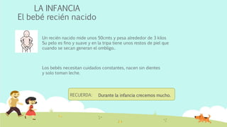 LA INFANCIA 
El bebé recién nacido 
Un recién nacido mide unos 50cmts y pesa alrededor de 3 kilos 
Su pelo es fino y suave y en la tripa tiene unos restos de piel que 
cuando se secan generan el ombligo.. 
Los bebés necesitan cuidados constantes, nacen sin dientes 
y solo toman leche. 
Durante la RECUERDA: infancia crecemos mucho. 
 