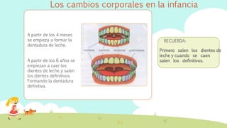Los cambios corporales en la infancia 
A partir de los 4 meses 
se empieza a formar la 
dentadura de leche. 
A partir de los 6 años se 
empiezan a caer los 
dientes de leche y salen 
los dientes definitivos. 
Formando la dentadura 
definitiva. 
RECUERDA: 
Primero salen los dientes de 
leche y cuando se caen 
salen los definitivos. 
 