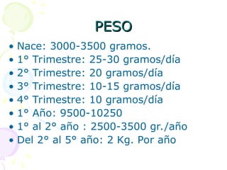 PESO
PESO
• Nace: 3000-3500 gramos.
• 1° Trimestre: 25-30 gramos/día
• 2° Trimestre: 20 gramos/día
• 3° Trimestre: 10-15 gramos/día
• 4° Trimestre: 10 gramos/día
• 1° Año: 9500-10250
• 1° al 2° año : 2500-3500 gr./año
• Del 2° al 5° año: 2 Kg. Por año
 
