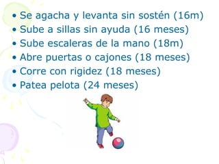 • Se agacha y levanta sin sostén (16m)
• Sube a sillas sin ayuda (16 meses)
• Sube escaleras de la mano (18m)
• Abre puertas o cajones (18 meses)
• Corre con rigidez (18 meses)
• Patea pelota (24 meses)
 