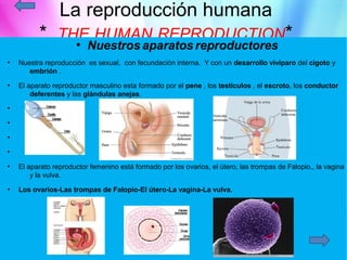 La reproducción humana
          * THE HUMAN REPRODUCTION*
                      ●
                          Nuestros aparatos reproductores
●
    Nuestra reproducción es sexual, con fecundación interna. Y con un desarrollo vivíparo del cigoto y
       embrión .
●
    El aparato reproductor masculino esta formado por el pene , los testículos , el escroto, los conductor
        deferentes y las glándulas anejas.
●



●



●                                                  02_1.pdf

●



●
    El aparato reproductor femenino está formado por los ovarios, el útero, las trompas de Falopio,, la vagina
        y la vulva.
●
    Los ovarios-Las trompas de Falopio-El útero-La vagina-La vulva.
 