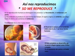 Así nos reproducimos
                   * SO WE REPRODUCE *
En la reproducción humana se distinguen tres procesos: La fecundación, el embarazo y el
parto.
La fecundación se produce en una trompa de Falopio. El cigoto origina un embrión, que llega
hasta el útero y así comienza el embarazo.

El embarazo dura unos nueve meses.

                                                       Al final de la semana 12 el embrión
                                                       mide unos 8 cm. Y ya tiene forma
                                                       humana




                                                        El feto completa su desarrollo, ga-
                                                        na peso y llega a pesar unos 3 kilos
                                                        y medio.
                                                        Es el momento del parto y el bebé
                                                        nace.                      .
 