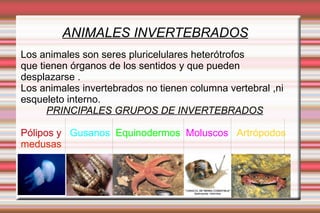 ANIMALES INVERTEBRADOS Los animales son seres pluricelulares heterótrofos que tienen órganos de los sentidos y que pueden  desplazarse . Los animales invertebrados no tienen columna vertebral ,ni esqueleto interno. PRINCIPALES GRUPOS DE INVERTEBRADOS Pólipos y   Gusanos   Equinodermos   Moluscos   Artrópodos   medusas 