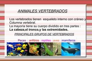 ANIMALES VERTEBRADOS Los vertebrados tienen  esqueleto interno con cráneo y Columna vertebral. La mayoría tiene su cuerpo dividido en tres partes : La cabeza,el tronco,y las extremidades.   PRINCIPALES GRUPOS DE VERTEBRADOS Peces   anfibios   reptiles   aves   mamíferos 