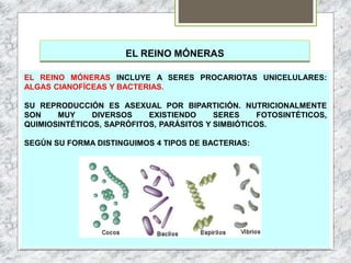 EL REINO MÓNERAS
EL REINO MÓNERAS INCLUYE A SERES PROCARIOTAS UNICELULARES:
ALGAS CIANOFÍCEAS Y BACTERIAS.
SU REPRODUCCIÓN ES ASEXUAL POR BIPARTICIÓN. NUTRICIONALMENTE
SON MUY DIVERSOS EXISTIENDO SERES FOTOSINTÉTICOS,
QUIMIOSINTÉTICOS, SAPRÓFITOS, PARÁSITOS Y SIMBIÓTICOS.
SEGÚN SU FORMA DISTINGUIMOS 4 TIPOS DE BACTERIAS:
 
