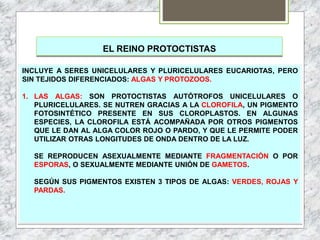 EL REINO PROTOCTISTAS
INCLUYE A SERES UNICELULARES Y PLURICELULARES EUCARIOTAS, PERO
SIN TEJIDOS DIFERENCIADOS: ALGAS Y PROTOZOOS.
1. LAS ALGAS: SON PROTOCTISTAS AUTÓTROFOS UNICELULARES O
PLURICELULARES. SE NUTREN GRACIAS A LA CLOROFILA, UN PIGMENTO
FOTOSINTÉTICO PRESENTE EN SUS CLOROPLASTOS. EN ALGUNAS
ESPECIES, LA CLOROFILA ESTÁ ACOMPAÑADA POR OTROS PIGMENTOS
QUE LE DAN AL ALGA COLOR ROJO O PARDO, Y QUE LE PERMITE PODER
UTILIZAR OTRAS LONGITUDES DE ONDA DENTRO DE LA LUZ.
SE REPRODUCEN ASEXUALMENTE MEDIANTE FRAGMENTACIÓN O POR
ESPORAS, O SEXUALMENTE MEDIANTE UNIÓN DE GAMETOS.
SEGÚN SUS PIGMENTOS EXISTEN 3 TIPOS DE ALGAS: VERDES, ROJAS Y
PARDAS.
 