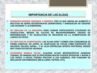 IMPORTANCIA DE LAS ALGAS
1. PRODUCEN MATERIA ORGÁNICA Y OXÍGENO, POR LO QUE SIRVEN DE ALIMENTO A
MULTITUD DE SERES HETERÓTROFOS (HERBÍVOROS) Y ENRIQUECEN DE OXÍGENO
LOS OCÉANOS Y LA ATMÓSFERA.
2. SE EMPLEAN EN LA INDUSTRIA PARA LOGRAR FERTILIZANTES UTILIZADOS EN
AGRICULTURA, MEDIOS DE CULTIVO DE MICROORGANISMOS USADOS EN
MICROBIOLOGÍA Y EN ACUICULTURA SE NECESITAN EN LA ALIMENTACIÓN DE
LARVAS DE PECES.
3. SE EMPLEAN EN ALIMENTACIÓN, LAS ALGAS NORI Y KOMBU SON CONSUMIDAS DE
FORMA HABITUAL EN JAPÓN, EL AGAR-AGAR SE UTILIZA COMO ESPESANTE EN
HELADOS, SALSAS, SOPAS… Y EL ALGA ESPIRULINA APORTA PROTEÍNAS, SIENDO
MUY USADA EN DIETAS VEGANAS.
4. OCASIONAN MAREAS ROJAS, ALGUNAS ALGAS MICROSCÓPICAS GENERAN
TOXINAS, DE MANERA QUE SI PROLIFERAN MUCHO PUEDEN INTOXICAR Y MATAR A
LOS PECES. A VECES, PUEDEN AFECTAR A LOS HUMANOS, POR CONSUMO DE
MOLUSCOS CONTAMINADOS (MEJILLONES, OSTRAS, ETC).
 