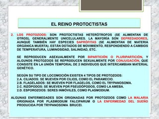 EL REINO PROTOCTISTAS
2. LOS PROTOZOOS: SON PROTOCTISTAS HETERÓTROFOS (SE ALIMENTAN DE
OTROS), GENERALMENTE UNICELULARES. LA MAYORÍA SON DEPREDADORES,
AUNQUE TAMBIÉN HAY ESPECIES SAPRÓFITAS (SE ALIMENTAN DE MATERIA
ORGÁNICA MUERTA). ESTÁN DOTADOS DE MOVIMIENTO, RESPONDIENDO A CAMBIOS
DE TEMPERATURA, LUMINOSIDAD, SALINIDAD, ETC.
SE REPRODUCEN ASEXUALMENTE POR BIPARTICIÓN O PLURIPARTICIÓN, Y
ALGUNOS PROTOZOOS SE REPRODUCEN SEXUALMENTE POR CONJUGACIÓN, QUE
CONSISTE EN LA UNIÓN TEMPORAL DE 2 INDIVIDUOS QUE INTERCAMBIAN MATERIAL
GENÉTICO.
SEGÚN SU TIPO DE LOCOMOCIÓN EXISTEN 4 TIPOS DE PROTOZOOS:
2.A. CILIADOS: SE MUEVEN POR CILIOS, COMO EL PARAMECIO.
2.B. FLAGELADOS: SE MUEVEN POR FLAGELOS, COMO EL TRYPANOSOMA.
2.C. RIZÓPODOS: SE MUEVEN POR PSEUDÓPODOS, COMO LA AMEBA.
2.D. ESPOROZOOS: SERES INMÓVILES, COMO PLASMODIUM.
ALGUNAS ENFERMEDADES SON ORIGINADAS POR PROTOZOOS COMO LA MALARIA
ORIGINADA POR PLASMODIUM FALCIPARUM O LA ENFERMEDAD DEL SUEÑO
PRODUCIDA POR TRYPANOSOMA BRUCEI.
 